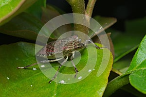 Brown marmorated stink bug (Halyomorpha halys) photo